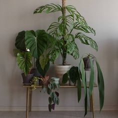 there are many different types of plants on the shelf in front of the wall,