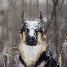 a dog is standing in the snow with it's face covered by snowflakes