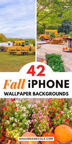 four photos with the words 42 fall iphone wallpaper backgrounds in front of them and flowers