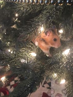 a hamster sitting in the middle of a christmas tree