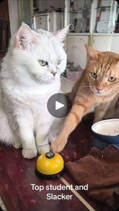 two cats sitting on top of a table next to each other