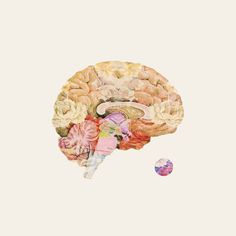 a drawing of a human brain with different parts