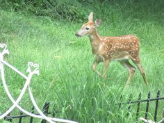 a young deer is walking through the tall grass in front of a fence and gate