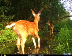 two deer are standing in the water near some trees