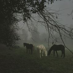 four horses grazing on grass in the fog