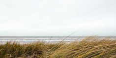 the grass is blowing in the wind by the beach