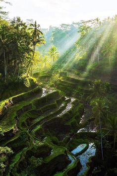 the sun shines brightly through the trees over rice terraces in an area that is surrounded by palm trees