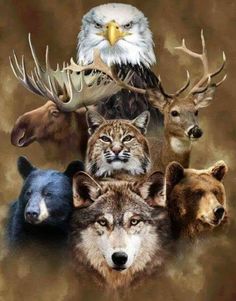 an eagle, wolf, and other animals are grouped together