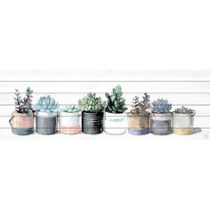 six pots with succulents are lined up against a white wall