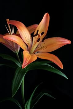 an orange flower with green leaves on a black background