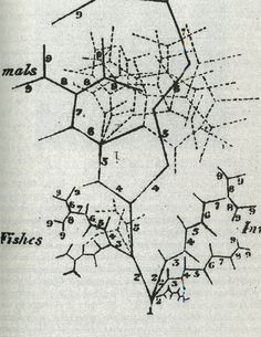 an old diagram shows the structure of trees