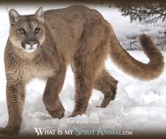 an image of a mountain lion in the snow