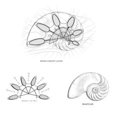 three different types of nautilus and their shells are shown in black and white