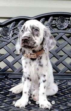 a black and white dog sitting on top of a bench