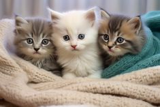 three small kittens are sitting on a blanket and looking at the camera with blue eyes