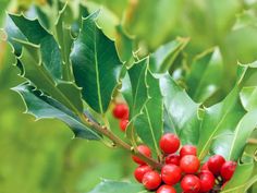 holly with red berries and green leaves