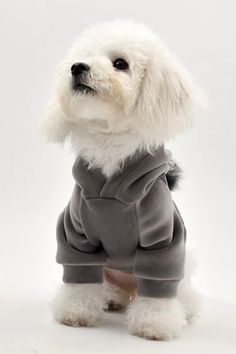 a small white dog wearing a gray sweatshirt and pants with his head turned to the side