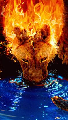 a lion drinking water from a pond with flames coming out of its face and head