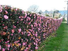 pink flowers are growing on the side of a hedge