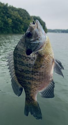 a large fish hanging from the end of a fishing hook on a body of water