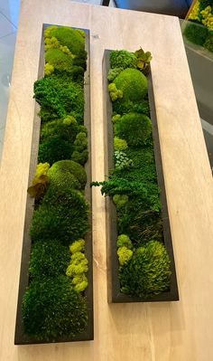 two wooden trays filled with green plants on top of a table next to each other