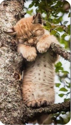 a cat that is laying down in a tree