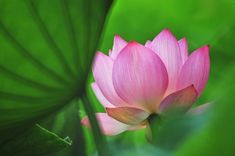 a pink lotus flower with green leaves in the foreground and light shining on it