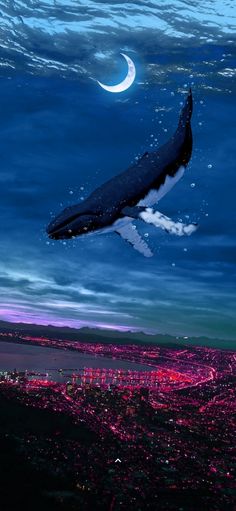 a humpback whale swims in the ocean at night with city lights below