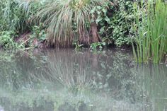 the reflection of trees and plants in the water