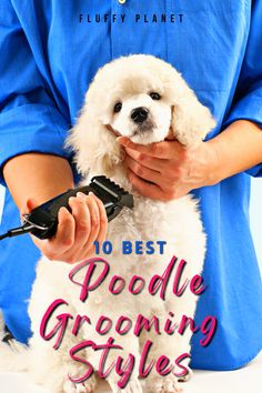 10 Best Poodle Grooming Styles Short Poodle Haircut Dogs, Standard Poodles Haircuts, White Poodle Haircut Styles, Winter Poodle Haircuts, Dog Grooming Styles Poodle, Poodle Tail Styles, Dog Haircuts Poodle, White Toy Poodle Haircut Styles, Haircuts For Poodles