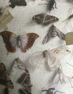 many moths are on display in a glass case with tags attached to the back of them