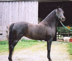 a brown horse standing in front of a barn