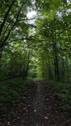 a dirt road surrounded by trees and leaves