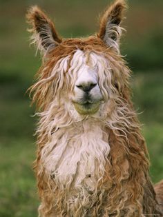 a brown and white llama standing on top of a lush green field