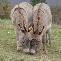 two donkeys are eating grass in the field