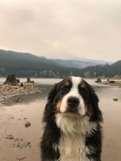 a black and white dog standing on top of a sandy beach