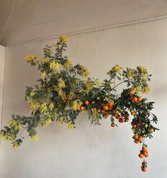 an orange tree with yellow flowers hanging from it's branches in front of a white wall