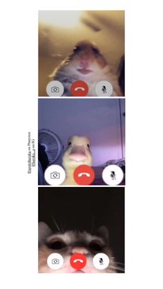 three different pictures with one cat and the other an orange button on it's face