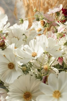 a bunch of white flowers with yellow centers