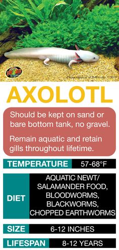 an advertisement for axoloti is shown with information about the different types of fish