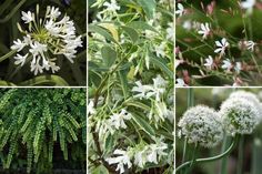 several different types of plants with white flowers