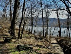 there is a fire hydrant in the woods by the water