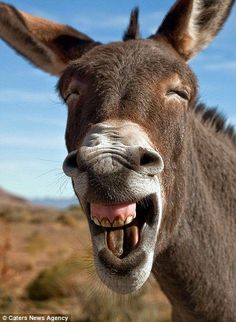 a donkey with its mouth open and it's tongue out