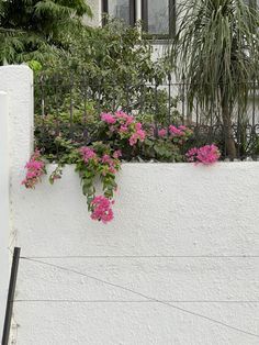 pink flowers are growing on the side of a white building