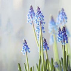 some blue flowers are in a vase on a window sill