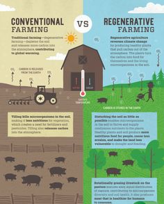 the farm info sheet is shown with information about how to grow and use it for farming