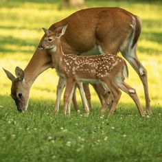 two young deer grazing in the grass with their mother feeding on it's back