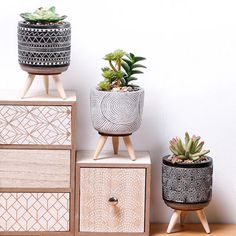 three potted plants sitting on top of wooden drawers in front of a white wall