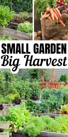 small garden with lots of vegetables growing in it and the words, small garden big harvest