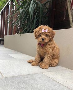 a brown dog with a pink bow sitting next to a plant on the side of a building